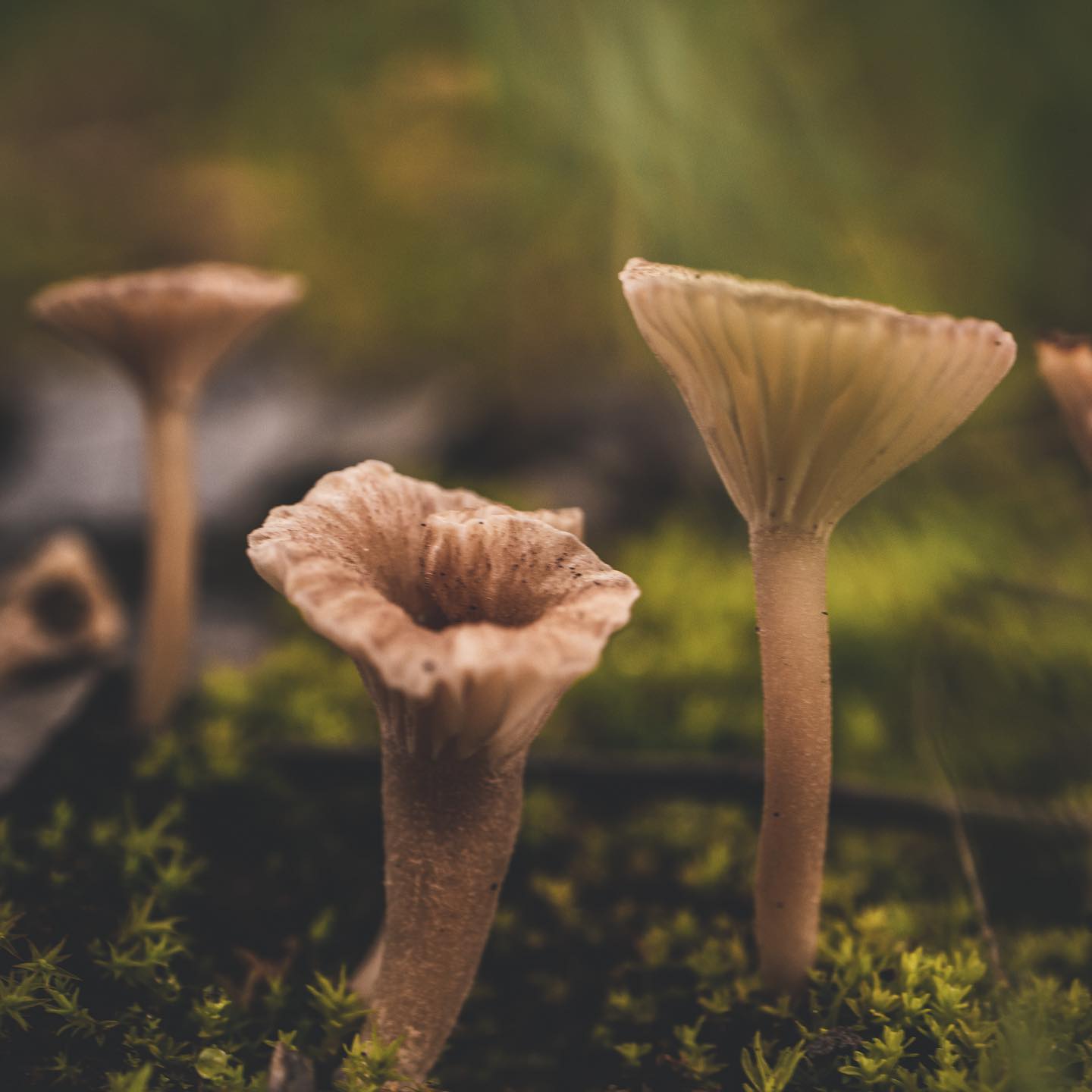 Arte y naturaleza: la evolución de un diálogo histórico
