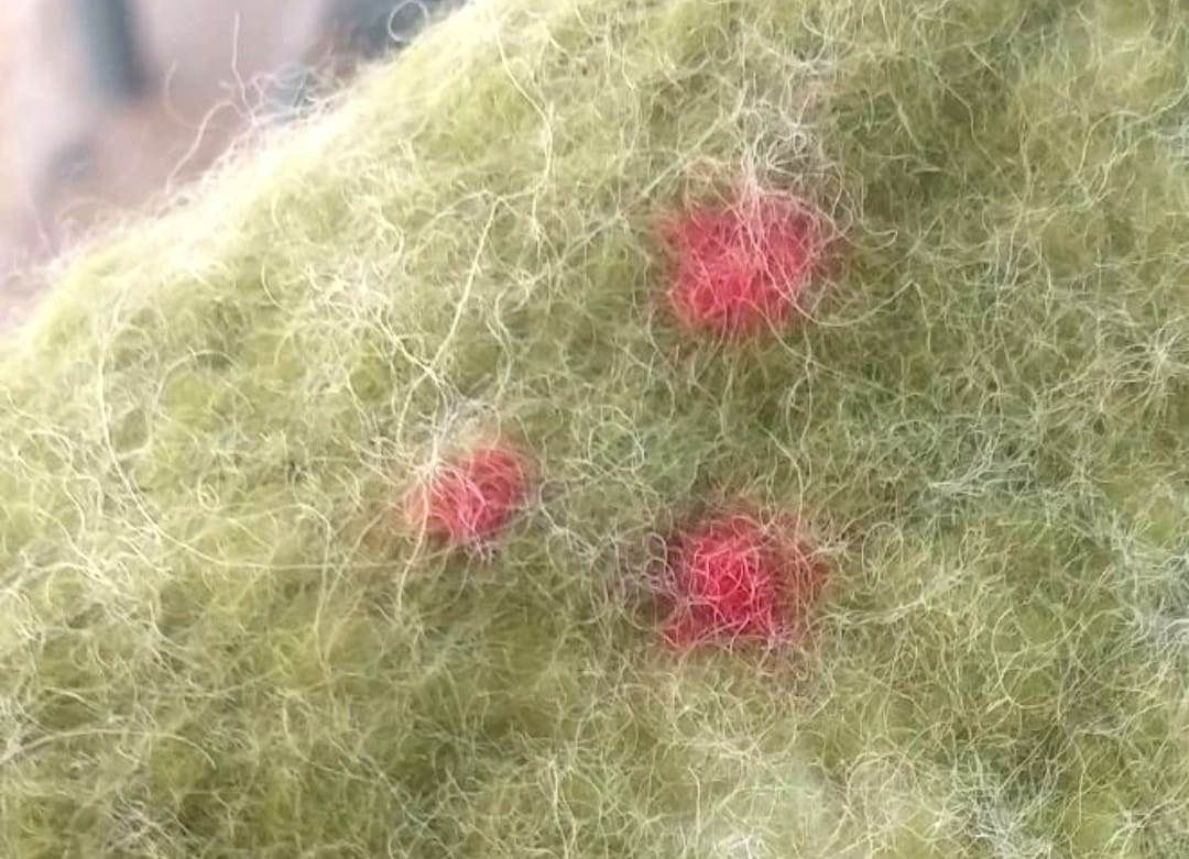 Drus Nur: Arte, Fieltro y Sostenibilidad en Perfecta Armonía